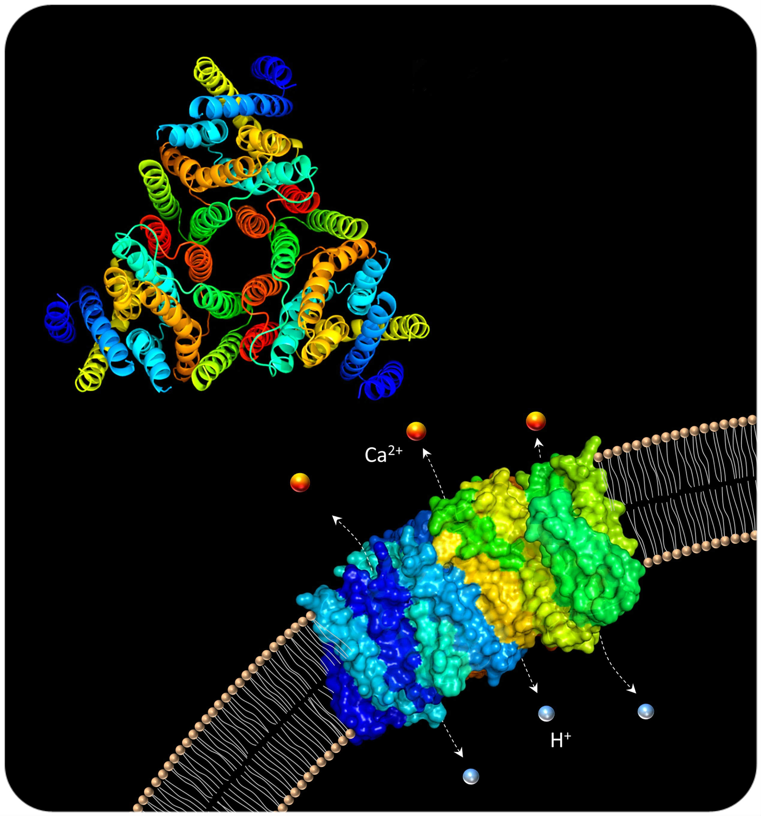 Crystal structure of prokaryotic proton/calcium transporter protein YfkE. (Wu et al. PNAS 2013)