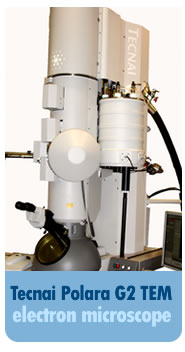 Technai Polara G2 TEM electron microscope