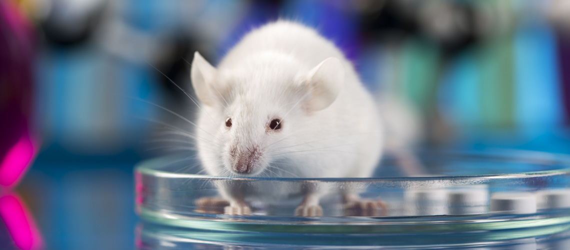 mouse in petri dish