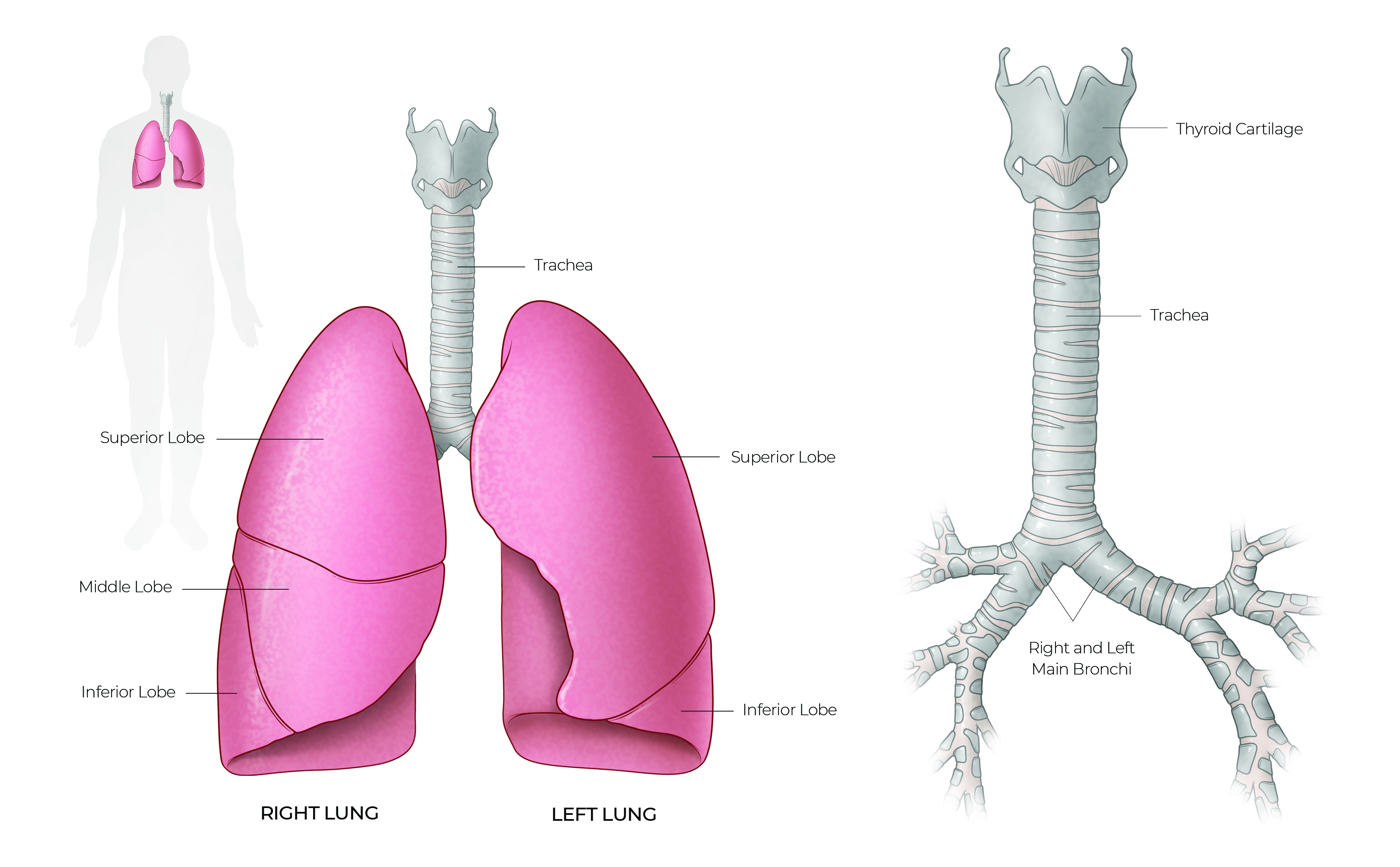 lung and trachea illustration