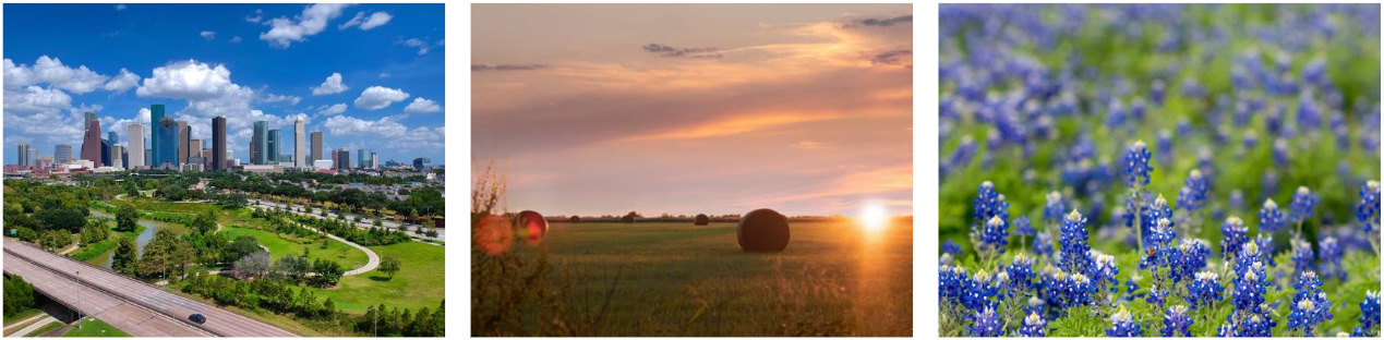 texas collage