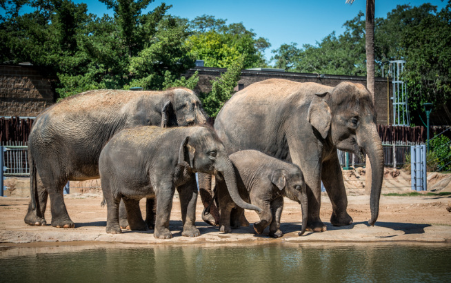 elephants zoo