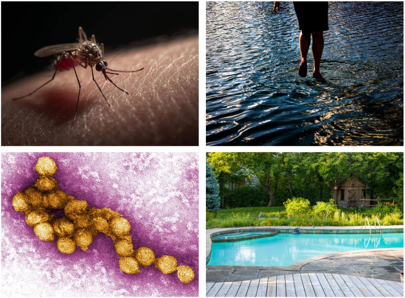 West Nile collage