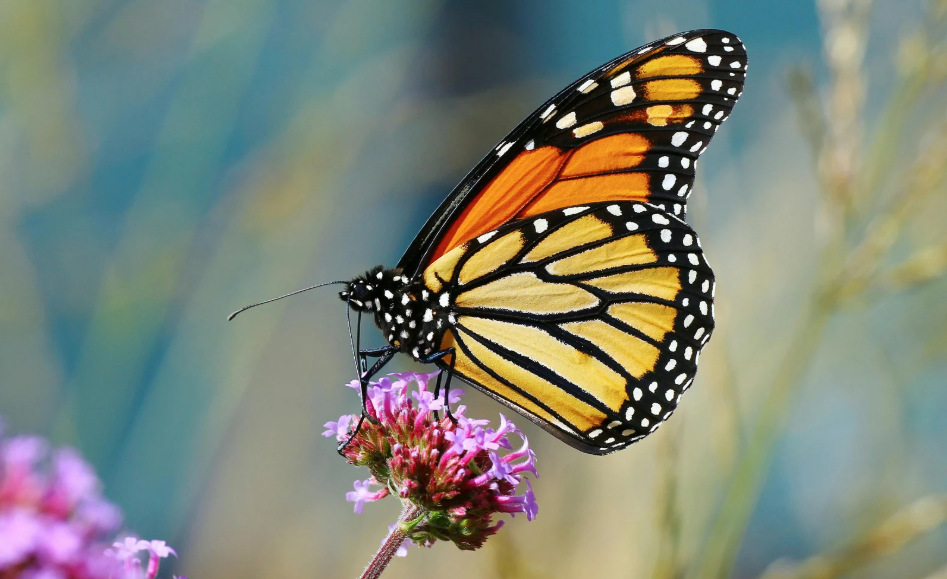 Butterfly thumbnail