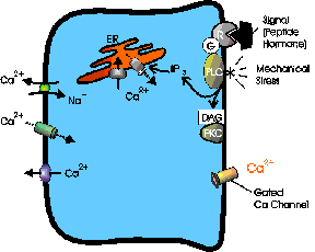 O'Neil Lab Model