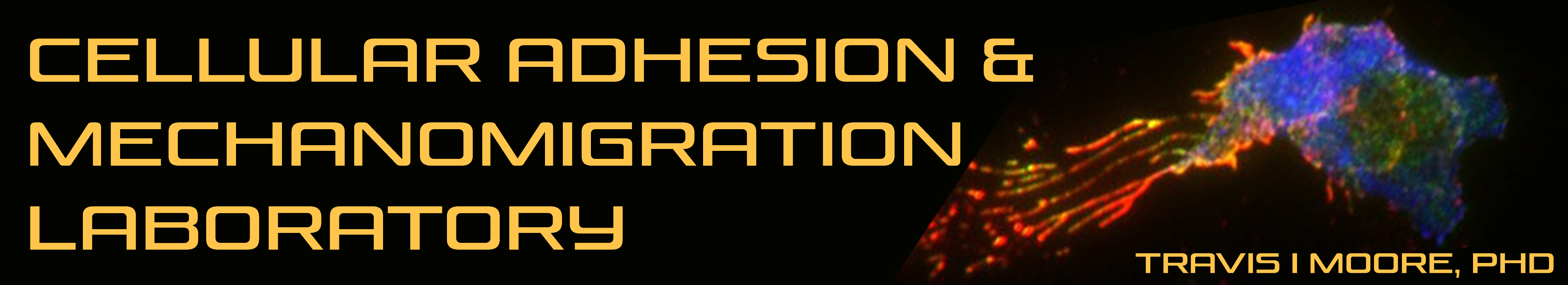 Cellular Adhesion and Mechanomigration Laboratory Banner