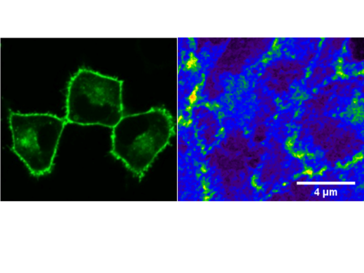 Confocal Imaging and FCS Analysis of RAS in Cells