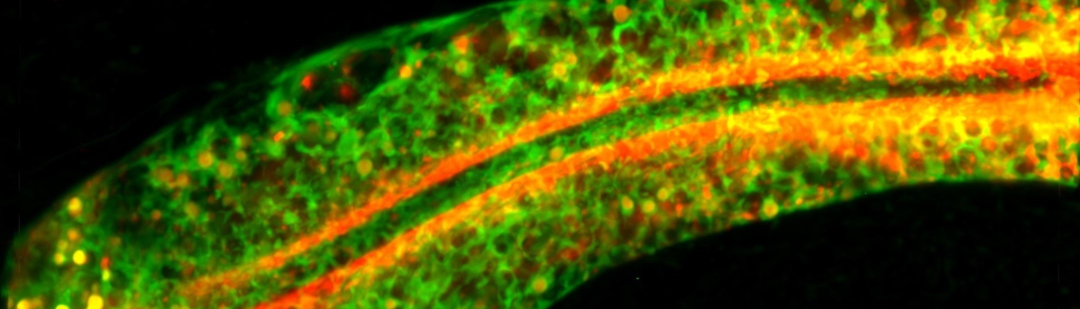 Mitochondrial Landscape