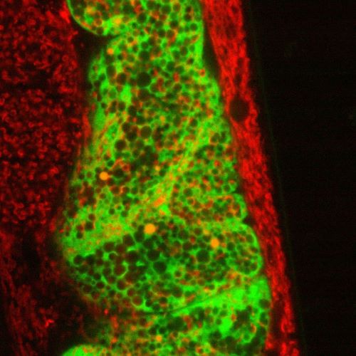 Red and Green Mitochondria