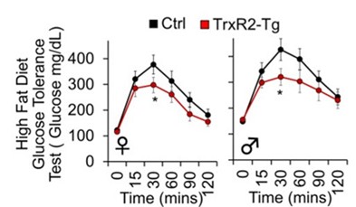 mitochondrial thioredoxin system's capacity as an innovative metabolic regulator