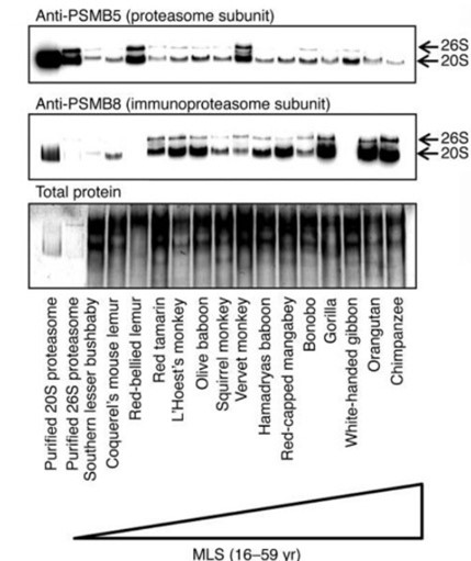 Immunoproteasome 