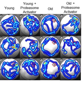 Proteasome Activator