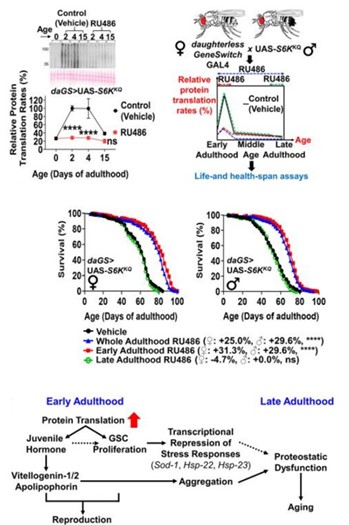 Life Protein Translation on Aging Trajectories