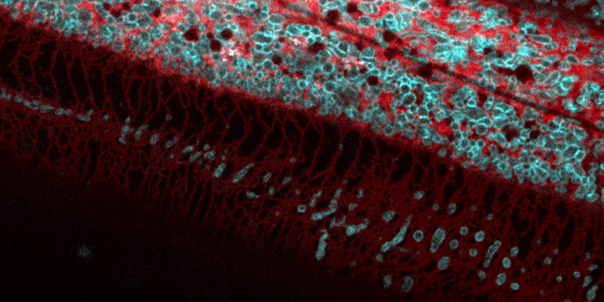 CAM Banner - C. elegans mitochondria (cyan), muscle (red)