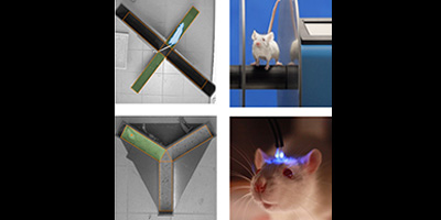 Behavioral Core Equipment