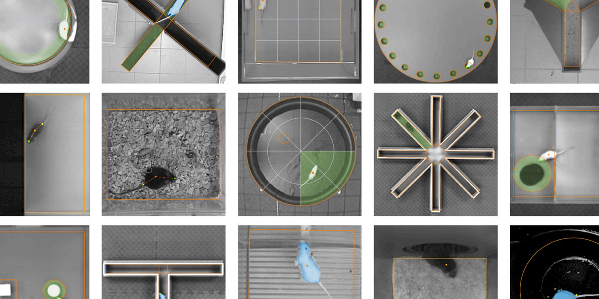 Behavioral Core maze Photos
