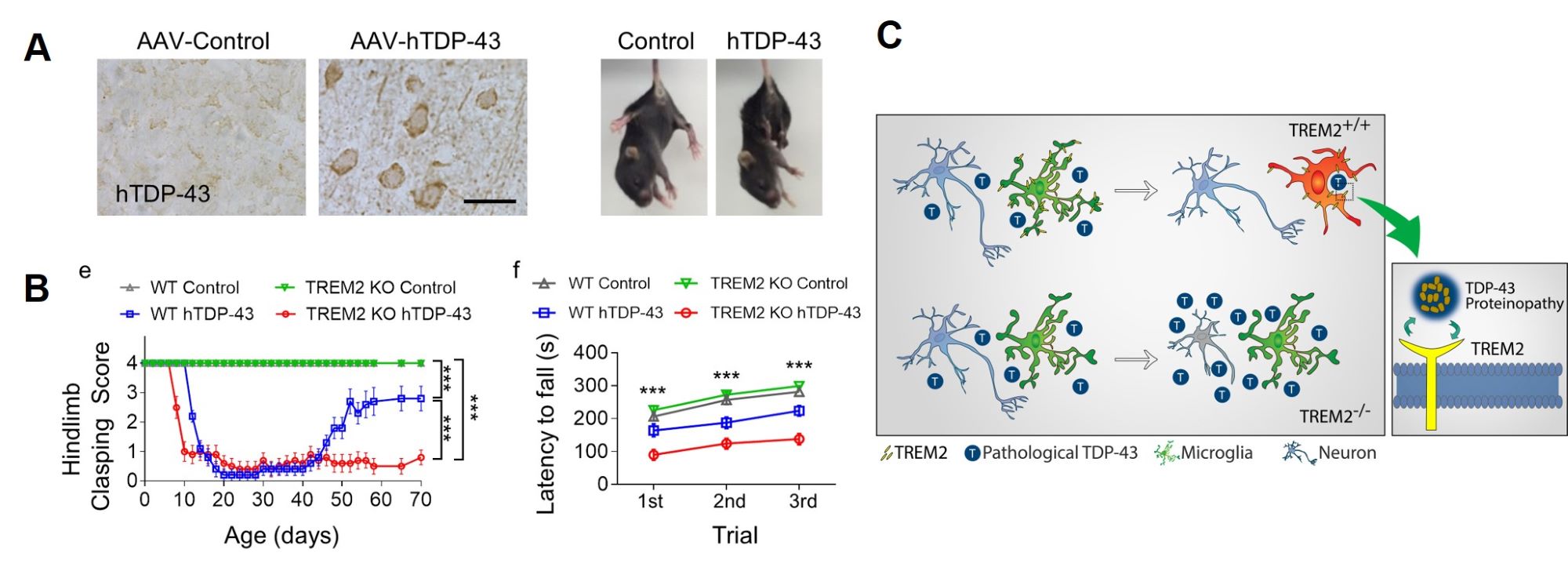 Microglia in neurodegeneration