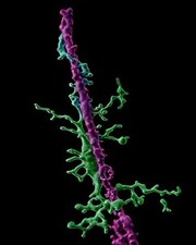 Wu lab publication Sept25 photo