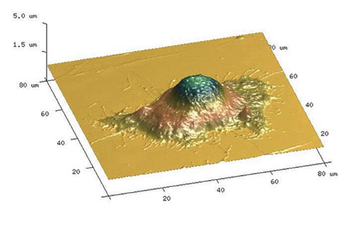 3D AFM image of a HeLa cell