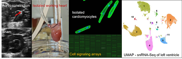 Harmancey lab