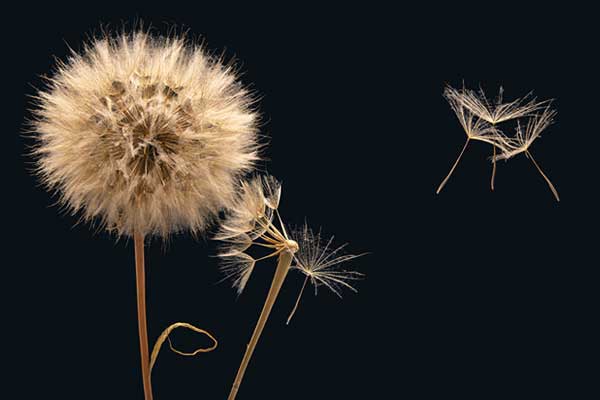 allergies