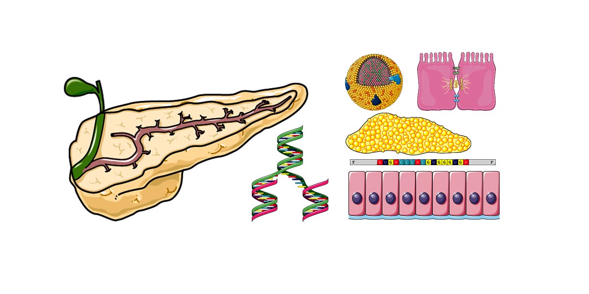 GRC - Pancreas