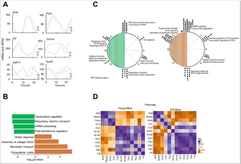 Circadian-Microbiome Interaction