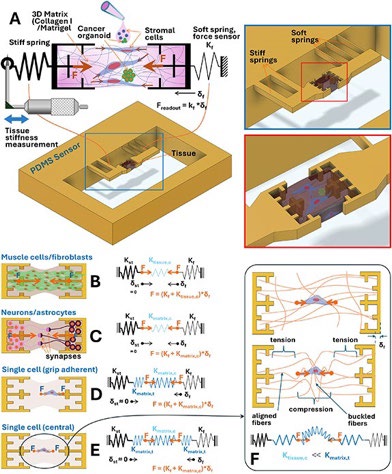 Study Title: Biomechanical 3D tumor models on a micromilled high-throughput force sensor array