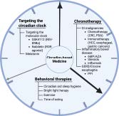 Circadian Rhythms in Gastroenterology: The Biological Clock's Impact on Gut Health