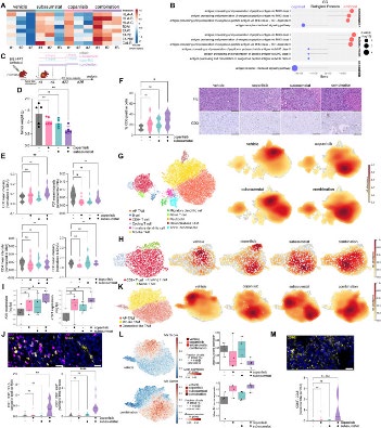 Targeting Mutual Dependence of Phosphatidylinositol-3-Kinase α/δ and Small Ubiquitin-Like Modifier Signaling in Pancreatic Cancer