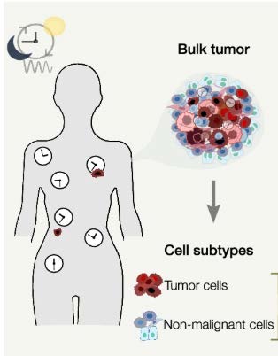 Time-of-day effects of cancer drugs revealed by high-throughput
deep phenotyping
