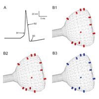 Action Potential Triggered Voltage-Gated Channels