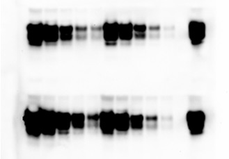 Research - scan of DNA