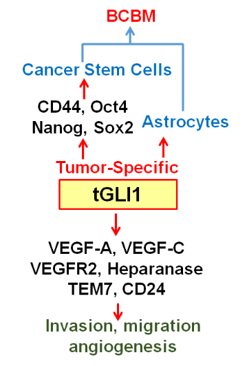 Characterization of tGLI1 and miRNA-1290 for their roles in Breast Cancer Brain Metastasis