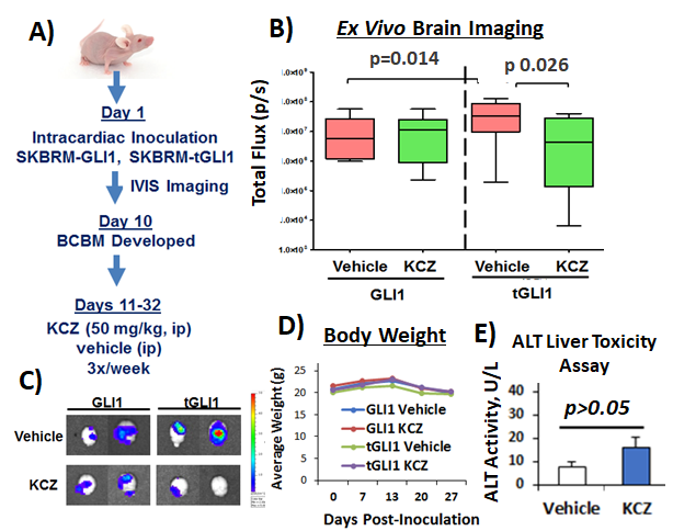 Development of Novel tGLI1 Inhibitors for the Treatment of BCBM and Glioblastoma