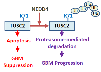 Novel Tumor Suppressor TUSC2 in GBM Development and Progression