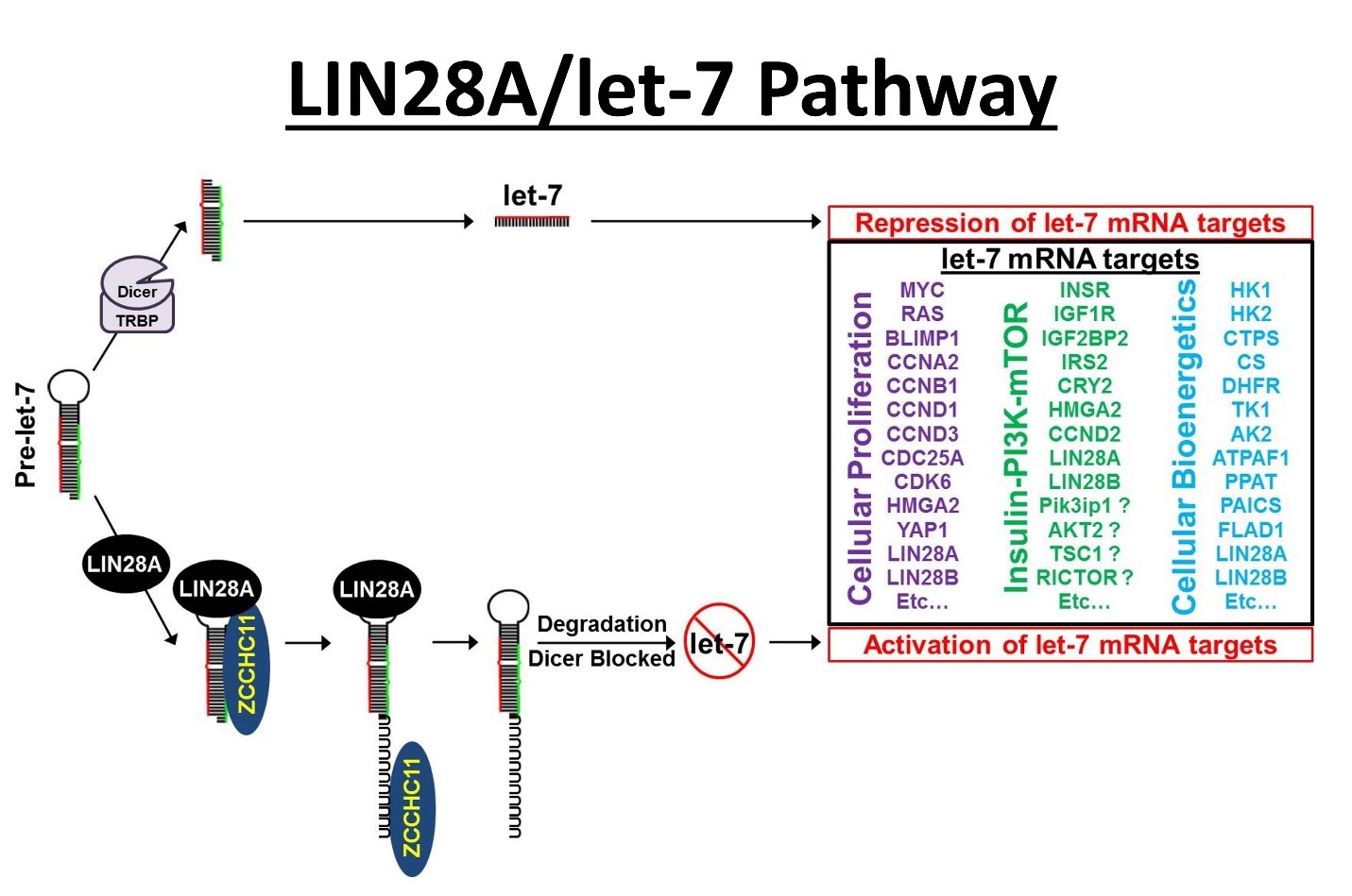 Hagan lab image 4