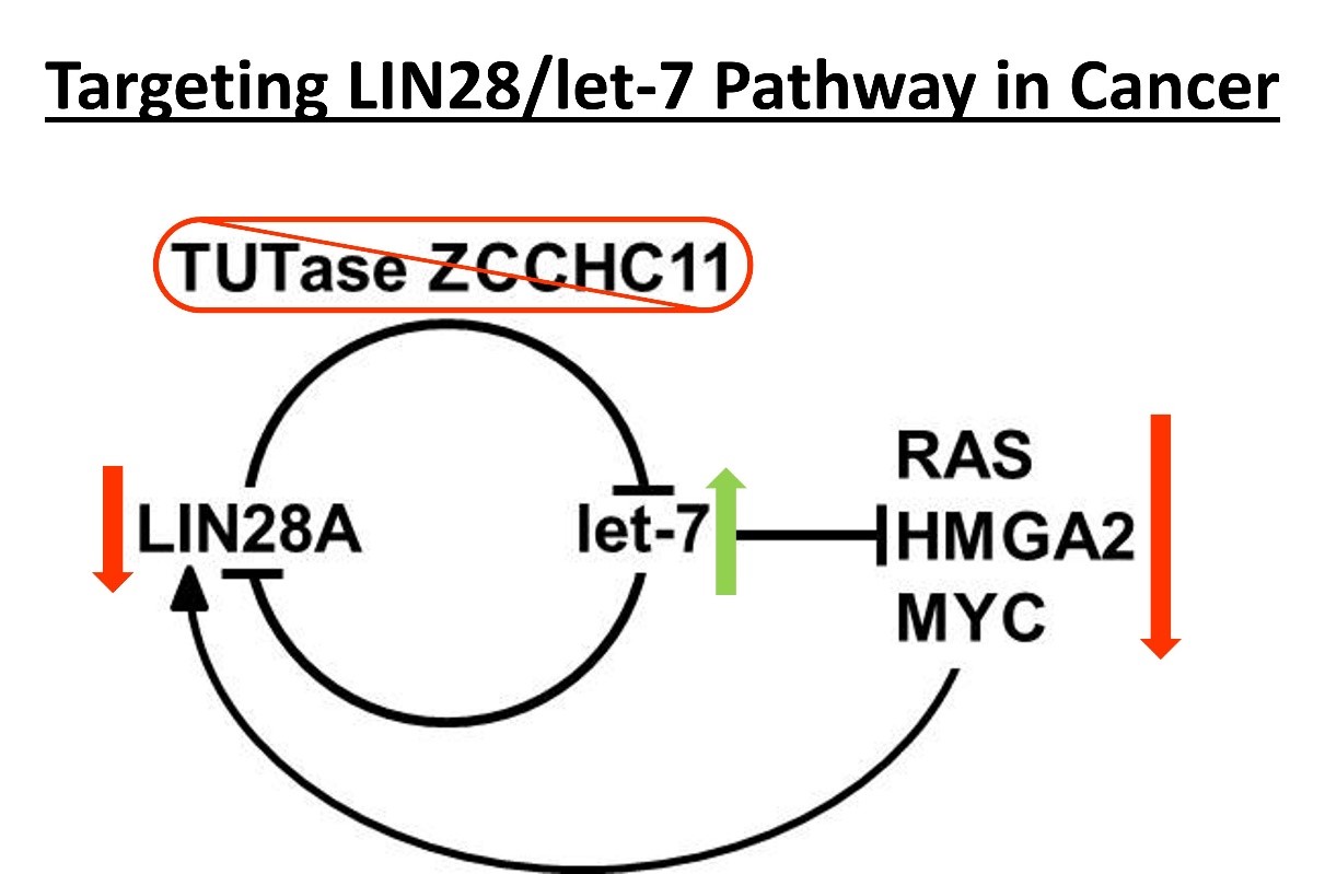 Hagan lab image 5