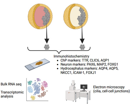 Peter Yang MD lab image illustration