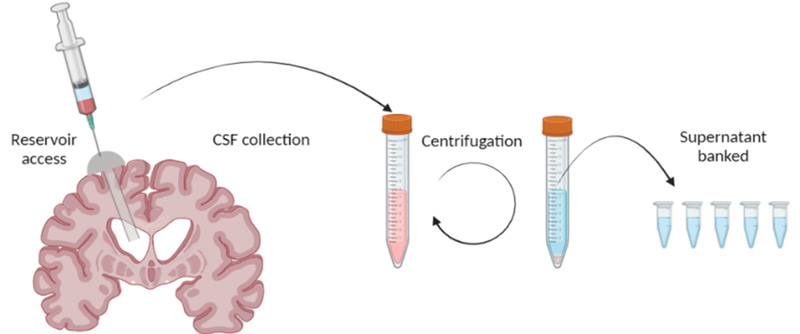 Peter Yang MD lab illustration 2