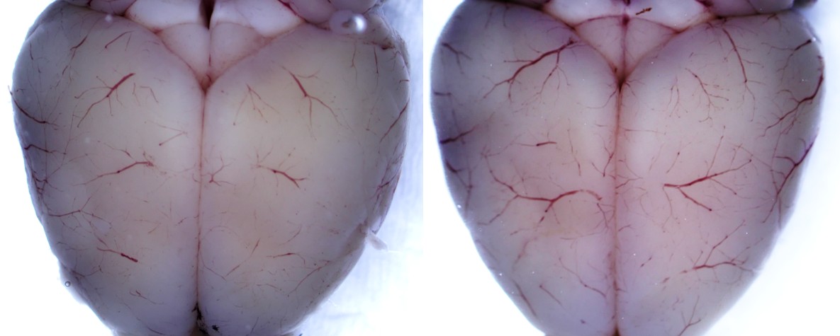 Pandit Lab sample image