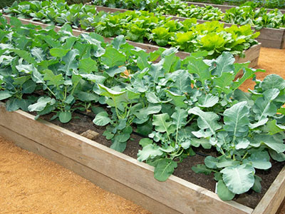 broccoli patch at the Holistic Garden