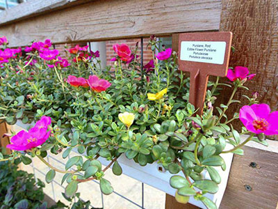 purslane patch at the Holistic Garden