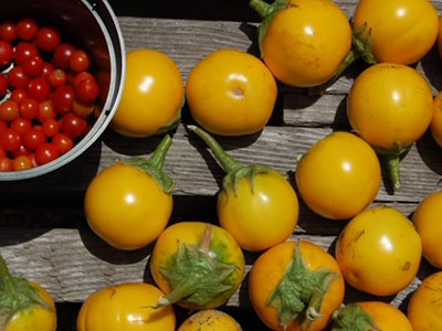 yellow and red tomatoes at the Holistic Garden