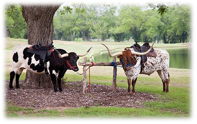 longhorn cattle tied to a post
