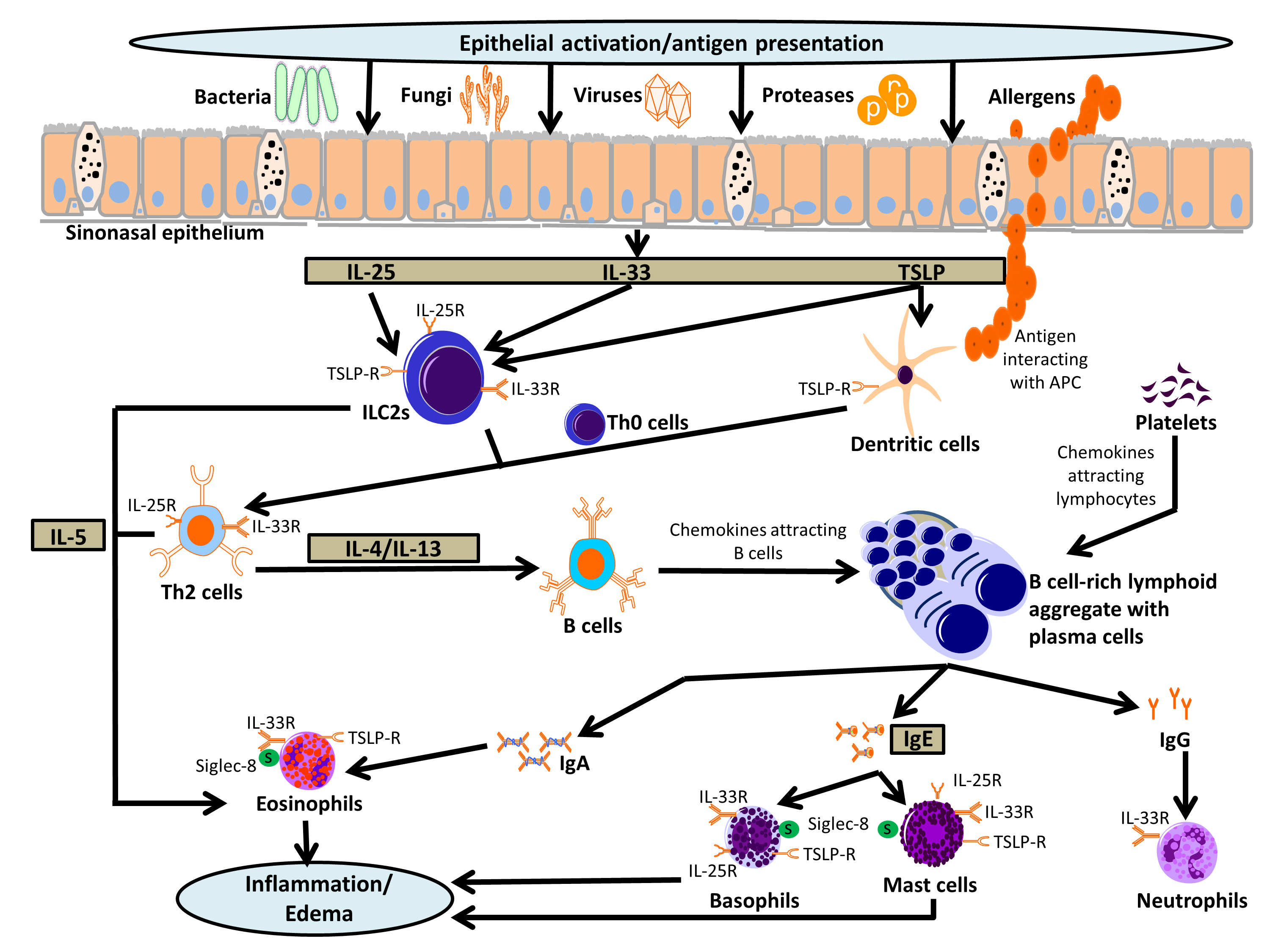 Schematic of molecular pathophysiology of chronic rhinosinusitis
