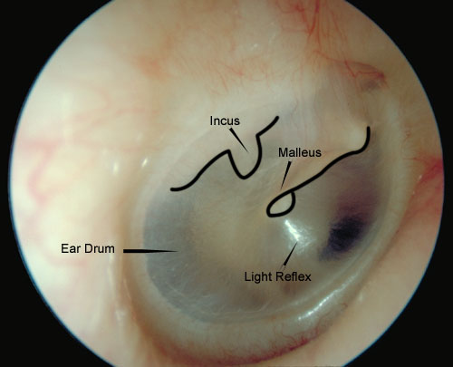interior ear