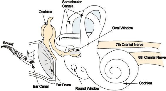 Human internal ear diagram Royalty Free Vector Image