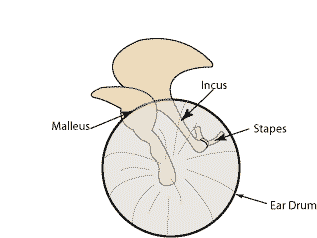 middle ear diagram