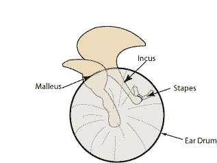 Ear Anatomy Outer Ear McGovern Medical School